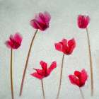 Cyclamen flowers in ice Art Print